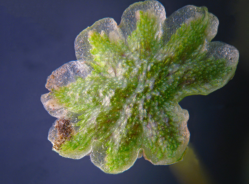 Marchantia polymopha